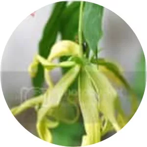 Cananga fruticosa - 