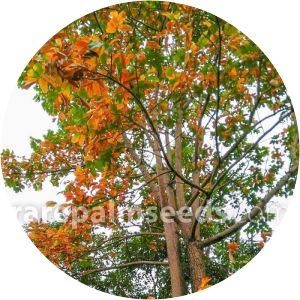 Canarium subulatum - 