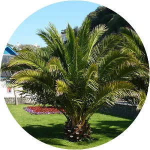 Canary Island date palm