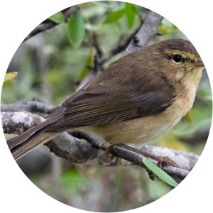 Canary Islands chiffchaff - Birds