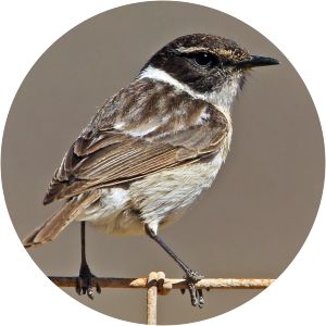 Canary Islands stonechat