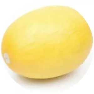 Canary melon - Plants