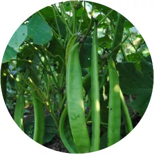 Canavalia ensiformis