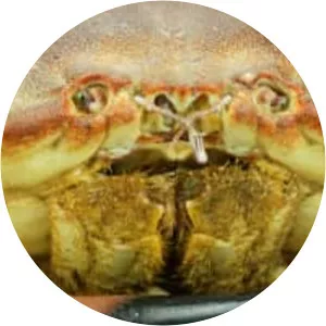 Cancer pagurus - Animal