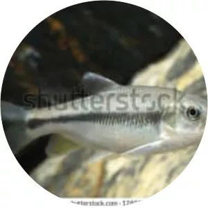 Candidia barbata - Fish