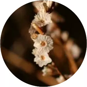 Candlegravity - Musical artist