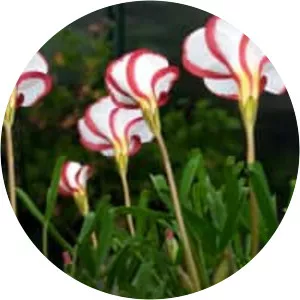 Candy cane sorrel (Oxalis Versicolor)