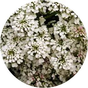 Candytufts