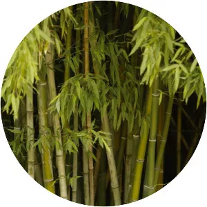Cane - Plants