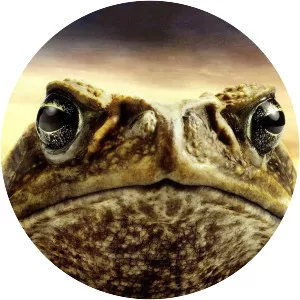 Cane Toads: The Conquest