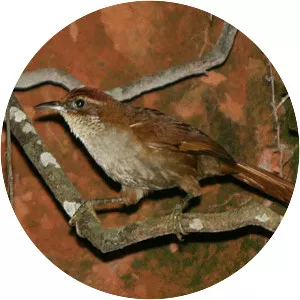 Canebrake groundcreeper