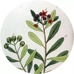 Canellaceae - Plants