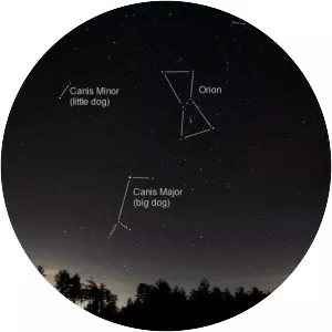 Canis Minor photograph