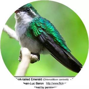Canivet's emerald - Bird