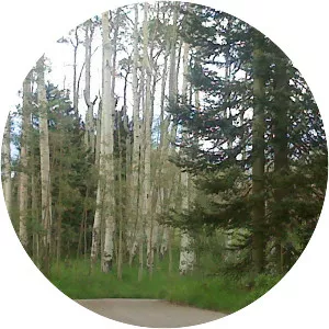 Canjilon Lakes - Lake in New Mexico