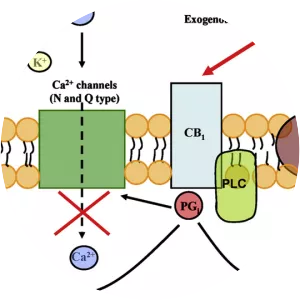 Cannabinoid receptor - Protein