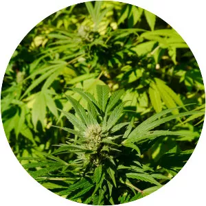 Cannabis sativa - Plants