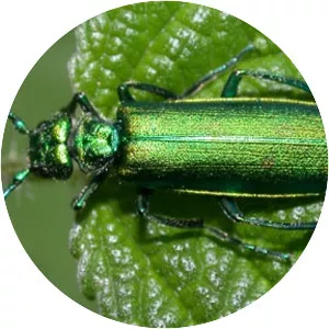 Cantharis