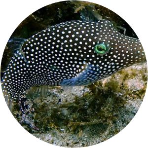 Canthigaster punctatissima - 