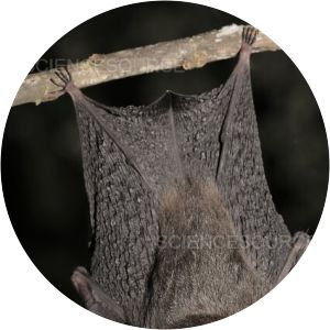 Cantor's roundleaf bat