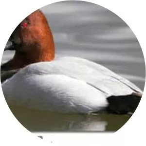 Canvasback - Birds