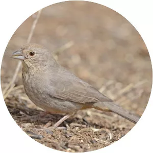 Canyon towhee