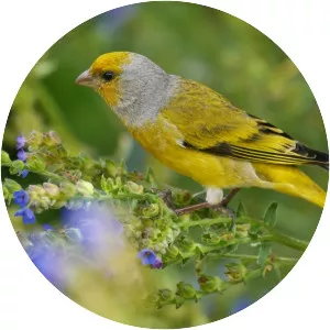 Cape canary
