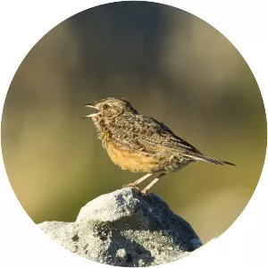 Cape clapper lark