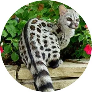 Cape genet - Animal