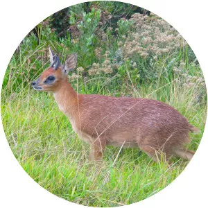 Cape grysbok