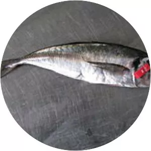 Cape horse mackerel
