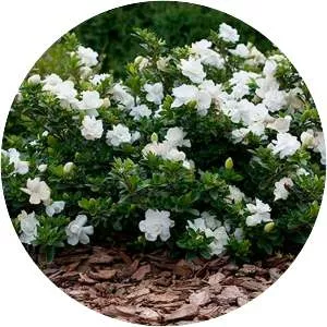Cape jasmine