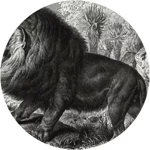 Cape lion - Animal