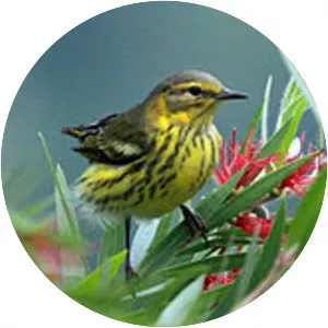 Cape May warbler