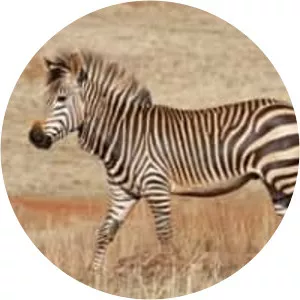 Cape mountain zebra