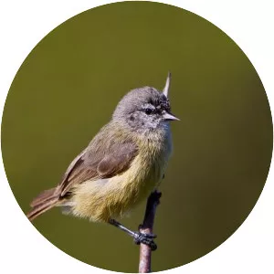 Cape penduline tit