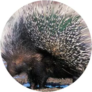 Cape porcupine