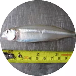 Cape silverside