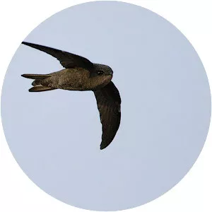 Cape Verde swift