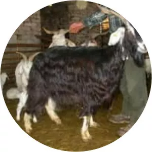 Capestrina - Domestic goat breed