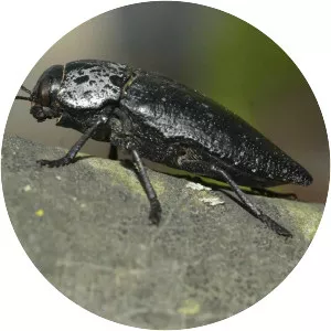 Capnodis tenebrionis