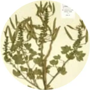 Capparaceae - Plants