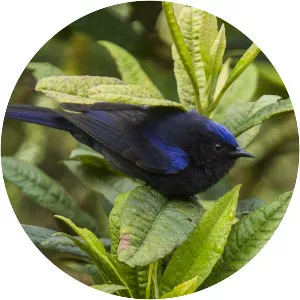Capped conebill