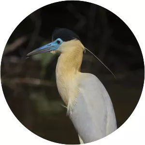 Capped heron