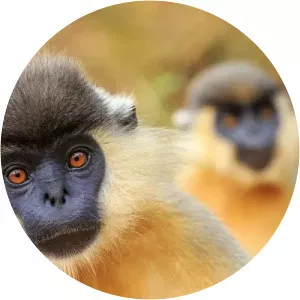 Capped langur