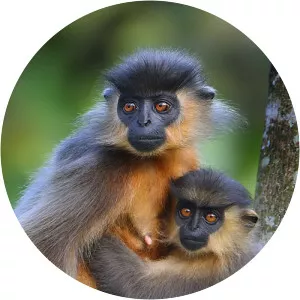 Cappedlangur