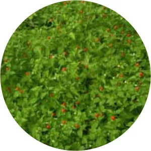 Capsicum annuum var. glabriusculum