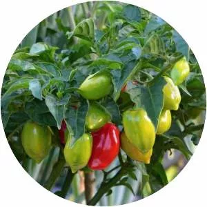 Capsicum chinense