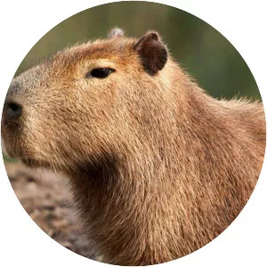 Capybara