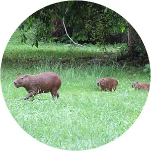 Capybaras